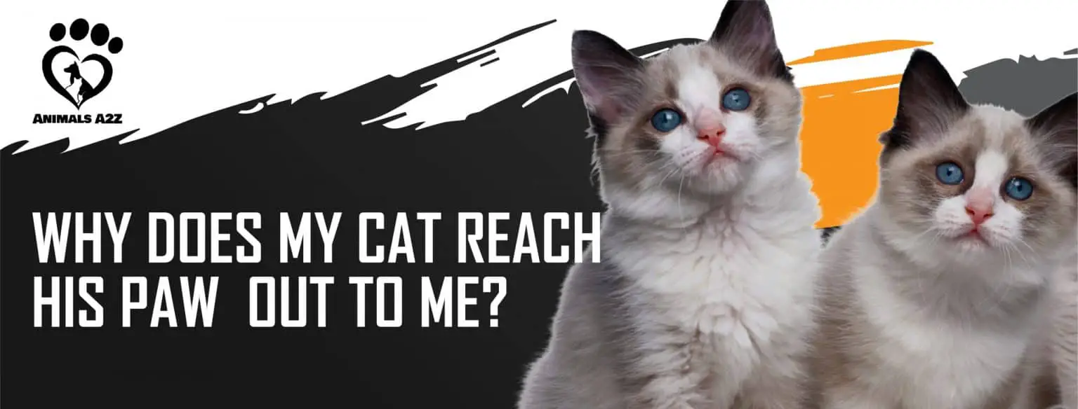 Why does my cat reach his paw out to me? [ Detailed Answer ]