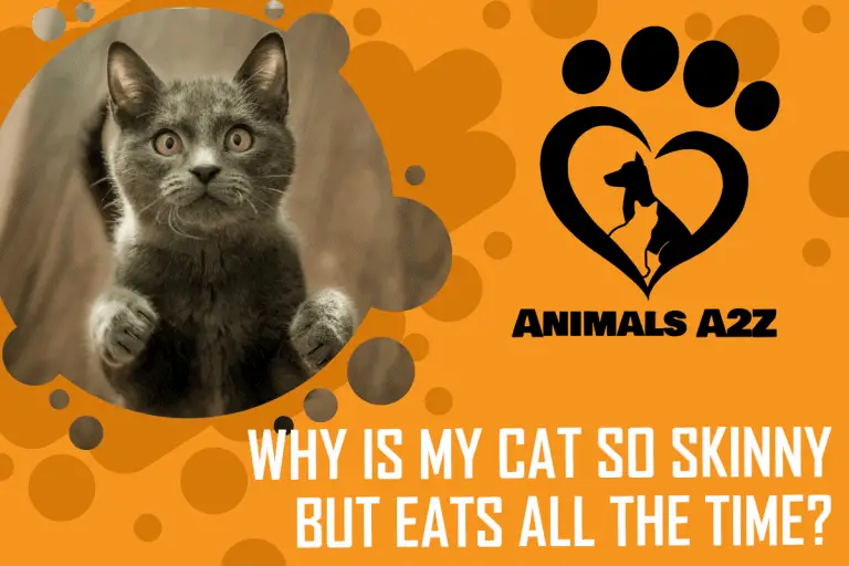 why-is-my-cat-so-skinny-but-eats-all-the-time-detailed-answer