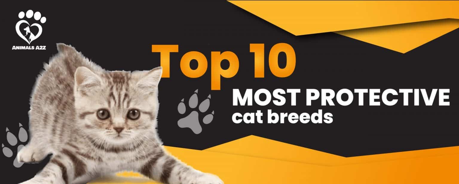 Top 10 most protective cat breeds