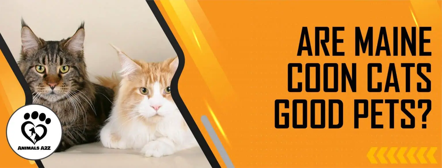 Are Maine Coon cats good pets? [ Detailed Answer ]
