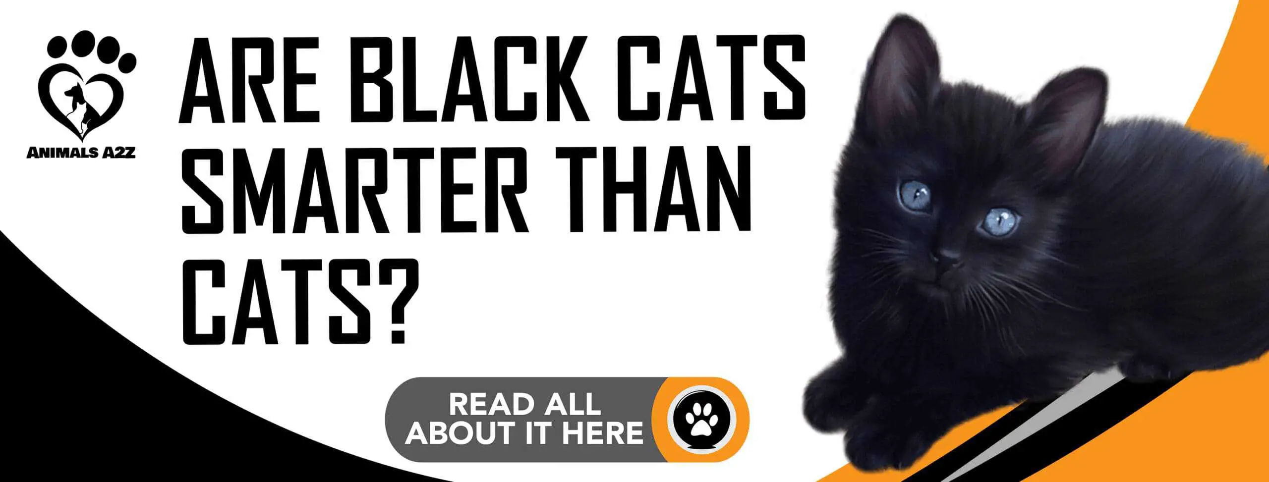 Are black cats smarter than cats
