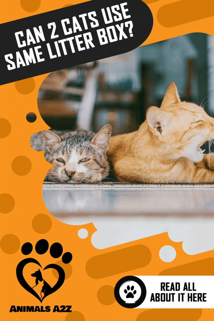 Deux chats peuvent-ils utiliser le même bac à litière ?