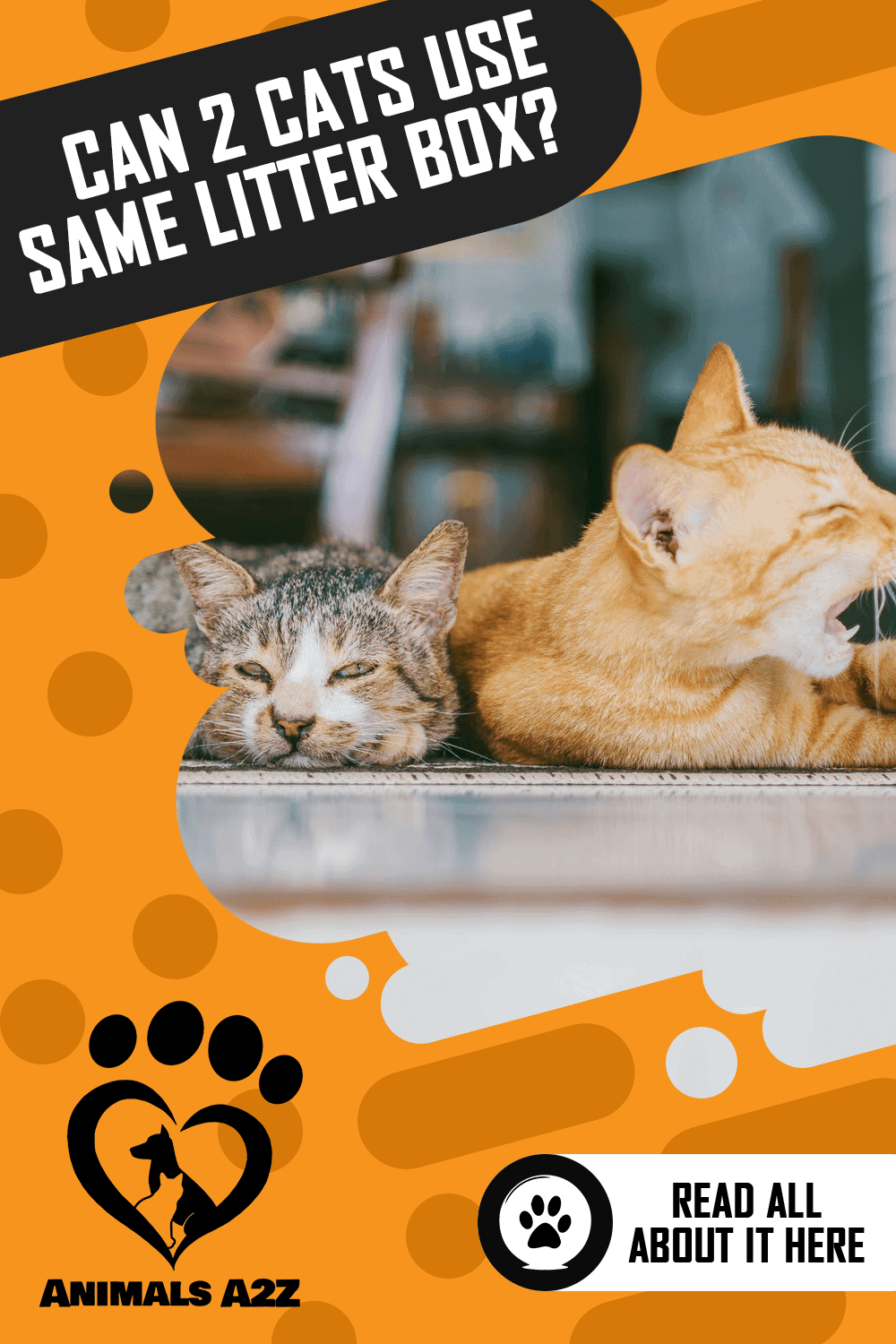 Can two cats use the same litter box? [ Detailed Answer ]