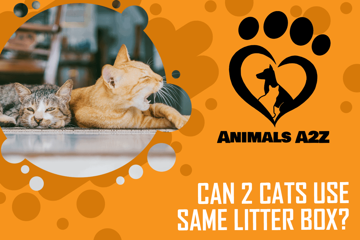 Can 2 cats use same litter box