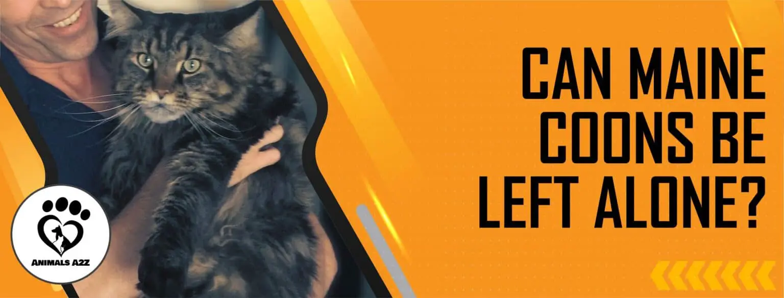 Can Maine coons be left alone? [ Detailed Answer ]