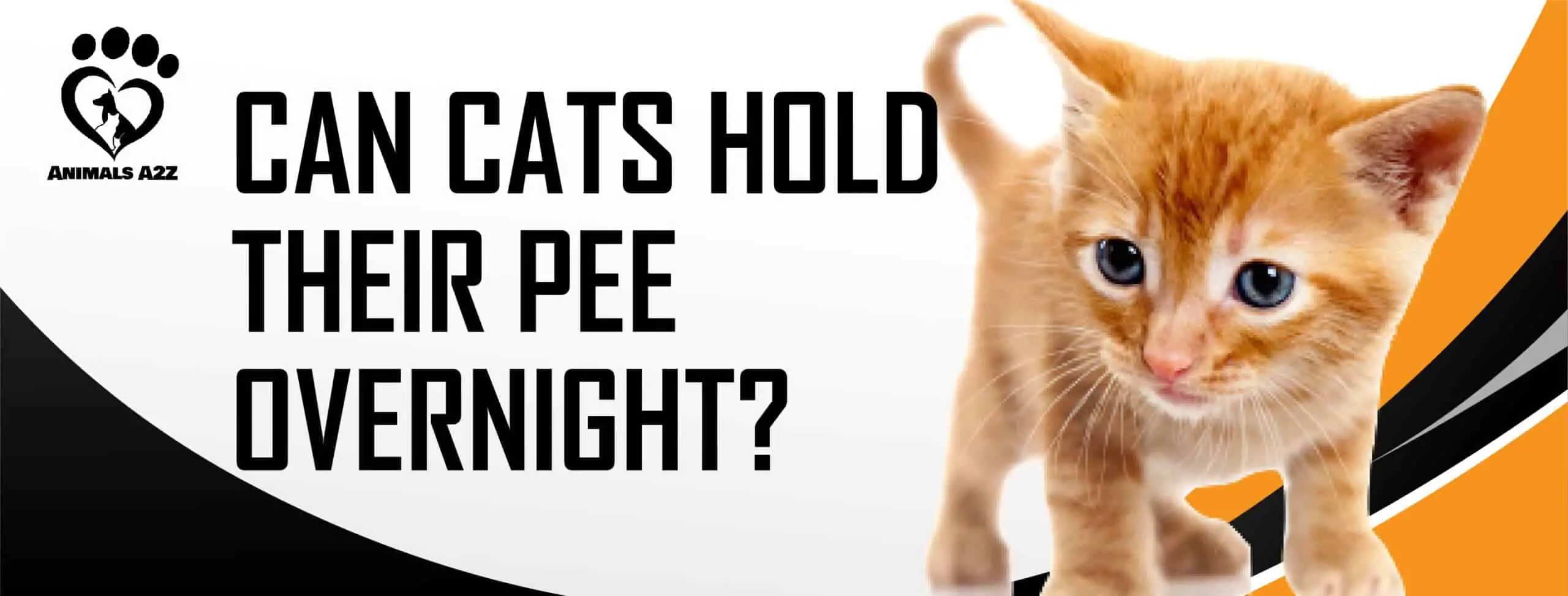 Can cats hold their pee overnight