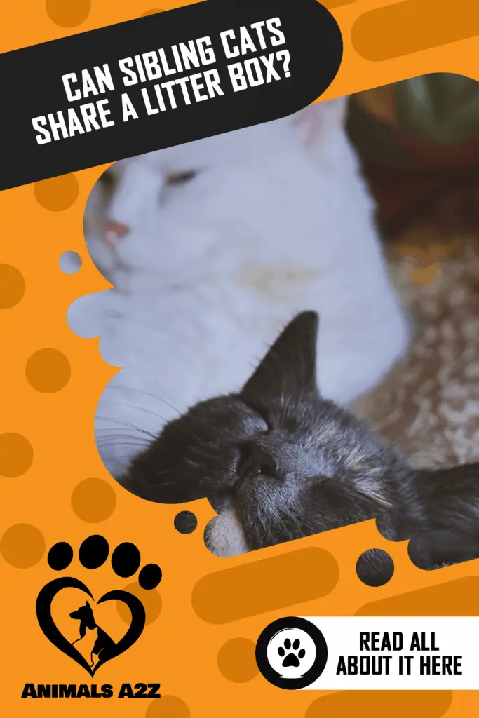 ¿Pueden los gatos hermanos compartir la caja de arena?