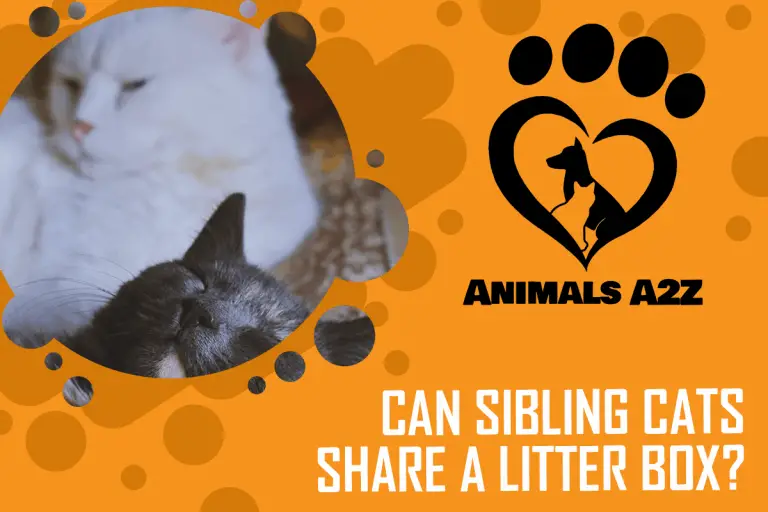 Can Sibling Cats Share A Litter Box Detailed Answer 