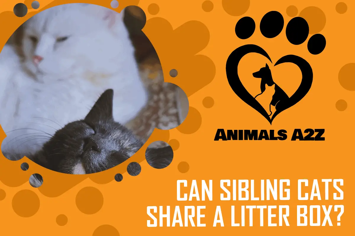 Can sibling cats share a litter box