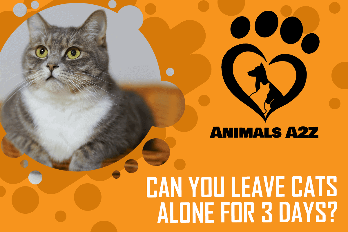 ¿Se puede dejar a los gatos solos durante 3 días?