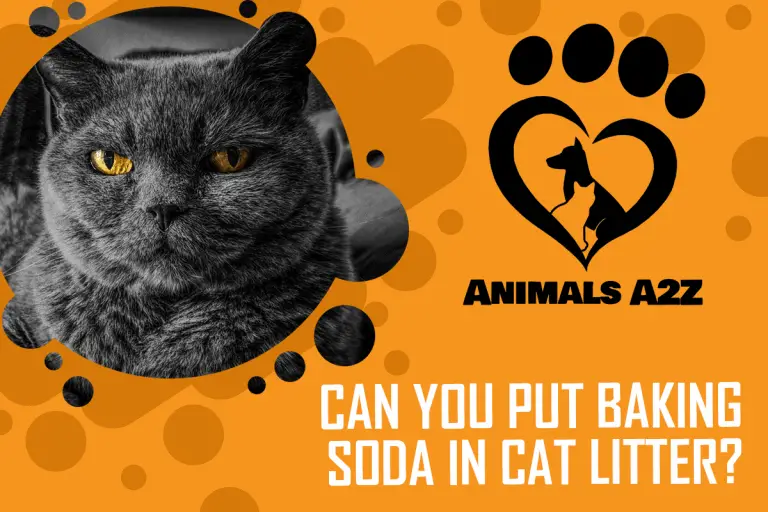 Can You Put Baking Soda in Cat Litter? [ Detailed Answer ]