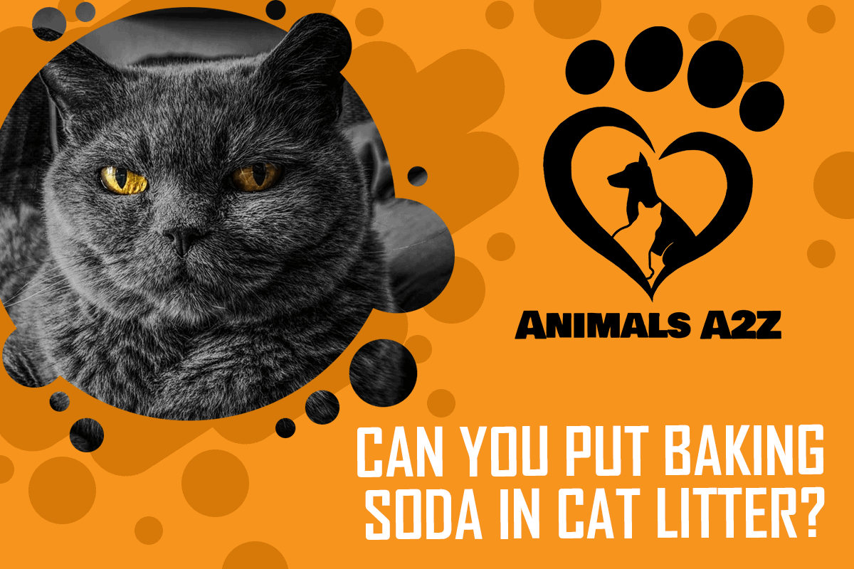 Can you put baking soda in cat litter