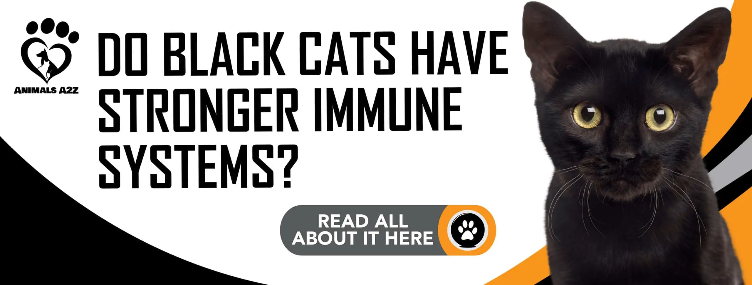 Do black cats have stronger immune systems