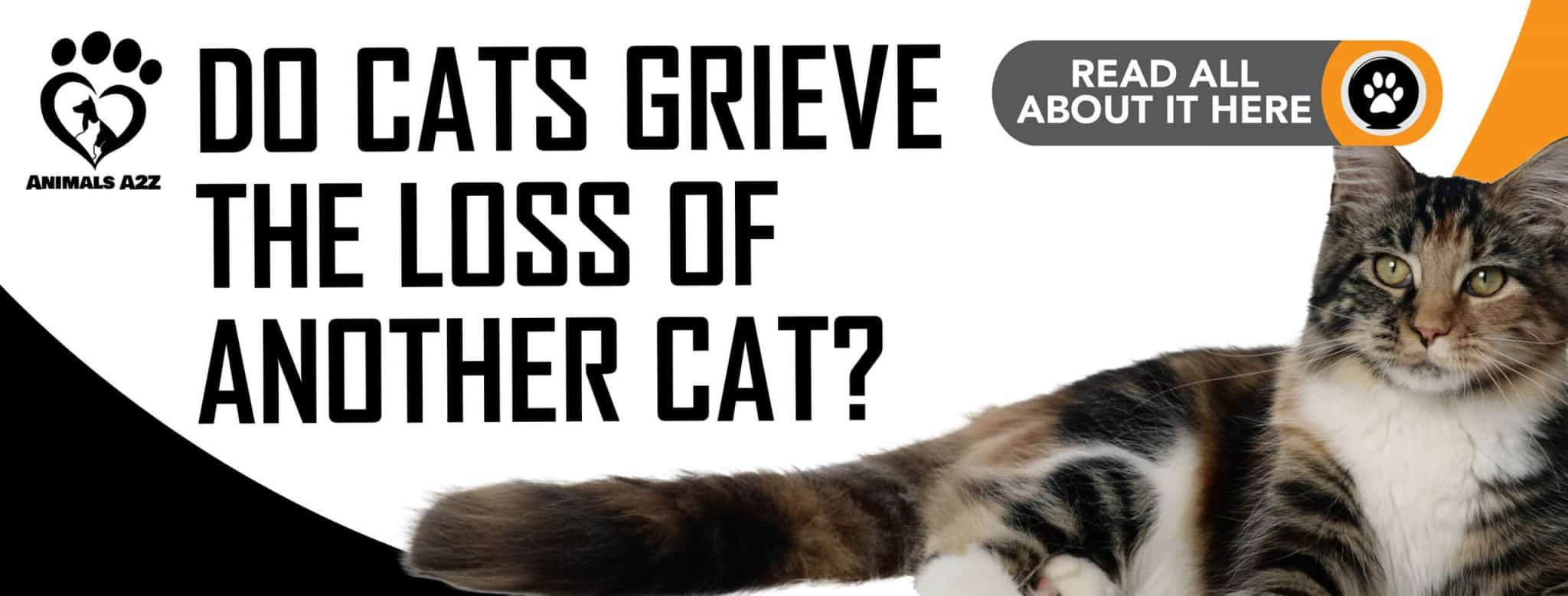 Do cats grieve the loss of other cats? [ Detailed Answer ]