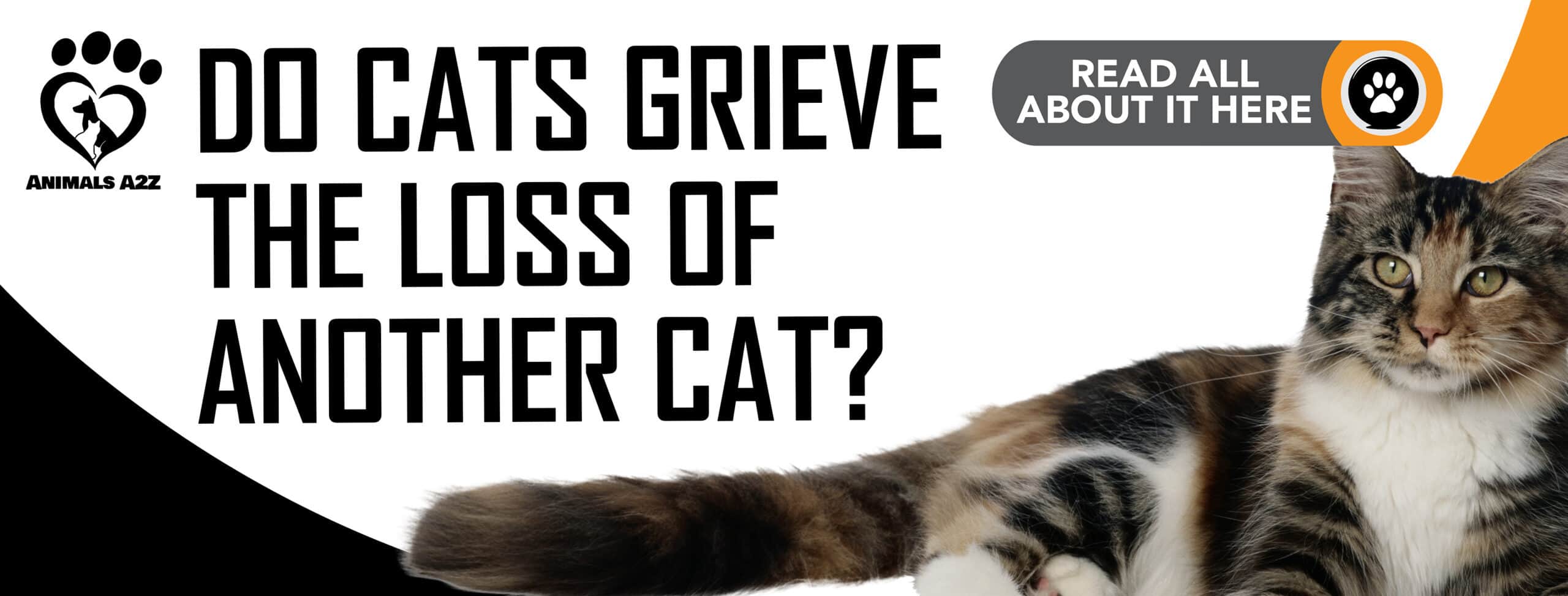 Les chats pleurent-ils la perte d'un autre chat ?