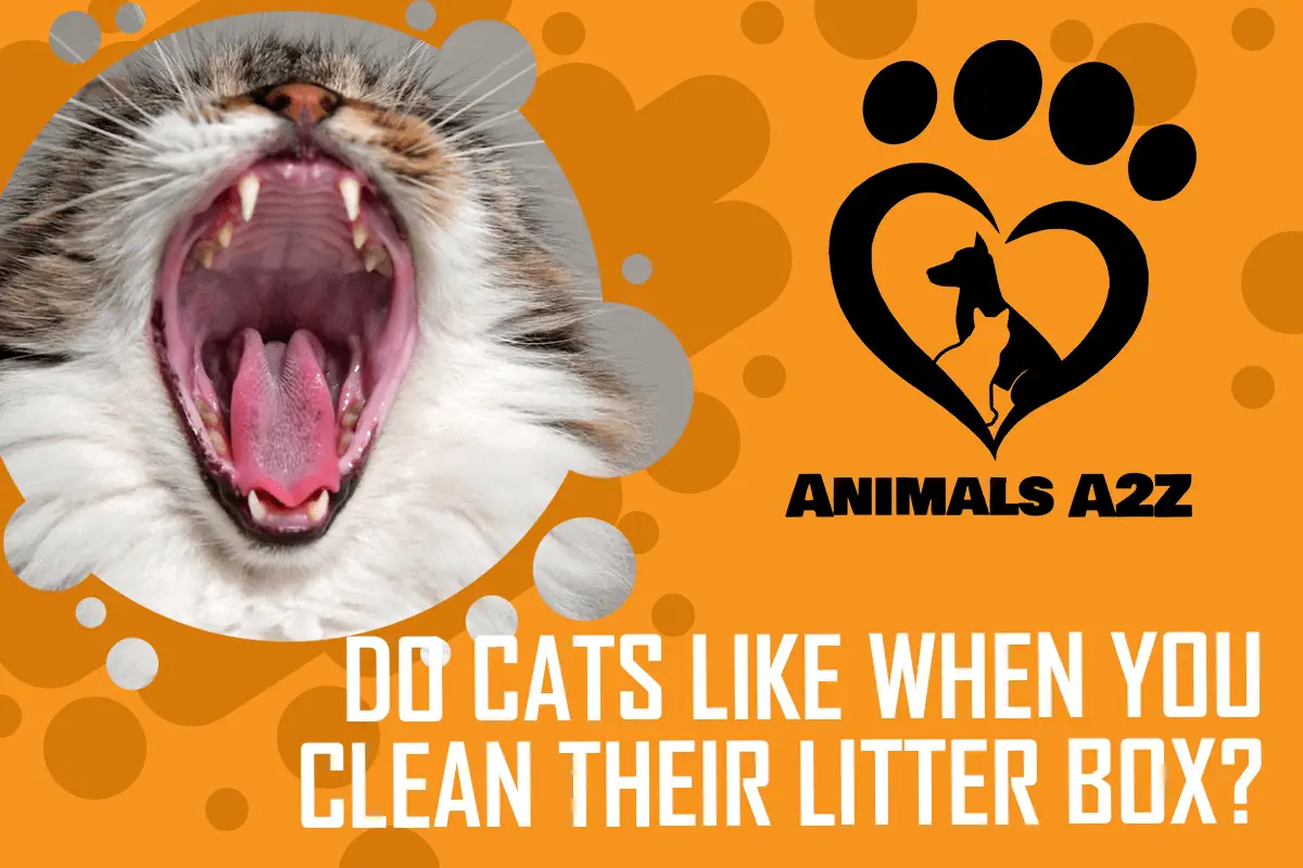 Do cats like when you clean their litter box