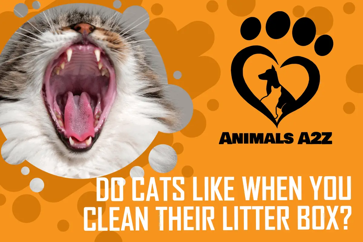 Do Cats Like It When You Clean Their Litter Boxes Detailed Answer 