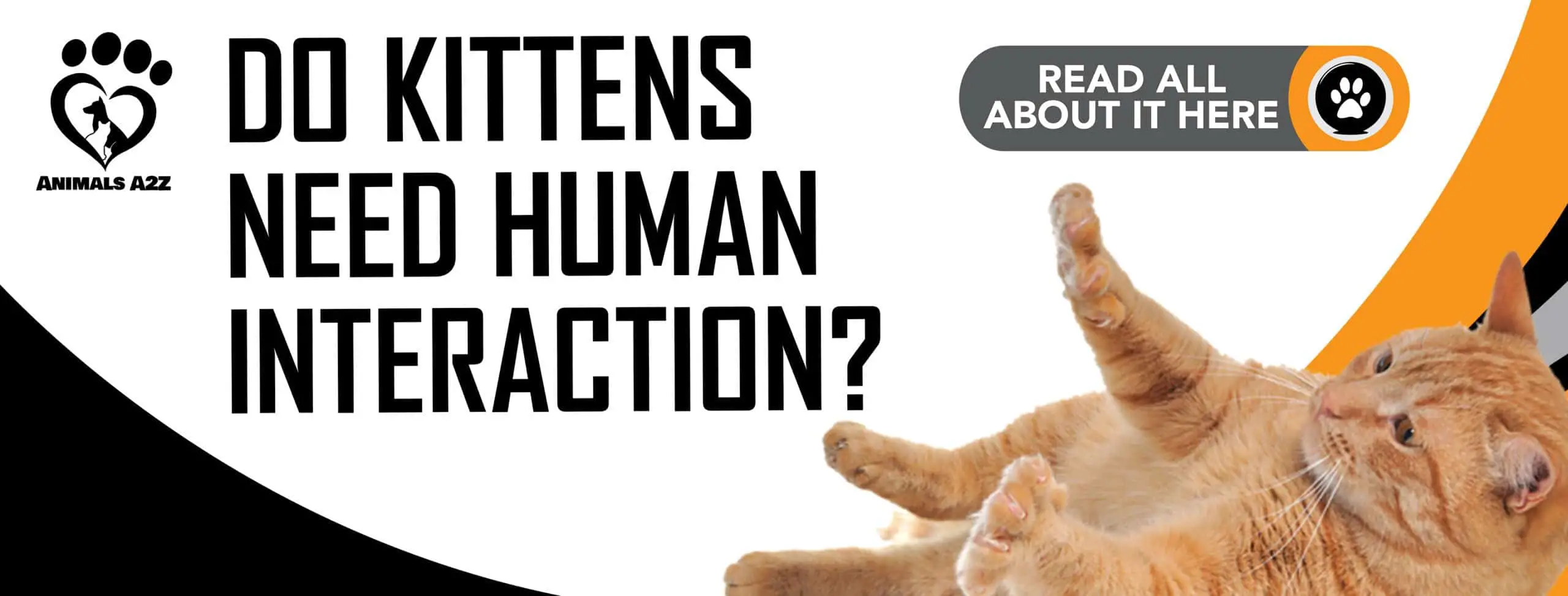 Les chatons ont-ils besoin d'interaction humaine ?