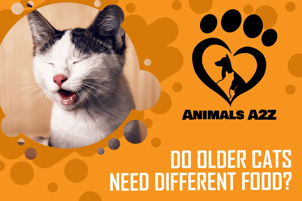 Do older cats need different food