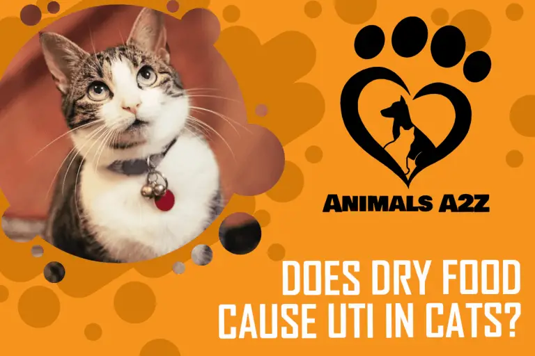 Does Dry Food Cause UTI in Cats? [ Detailed Answer ]