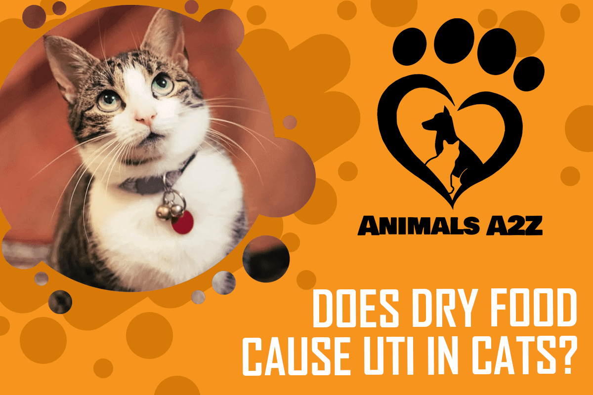 Does dry food cause UTI in cats