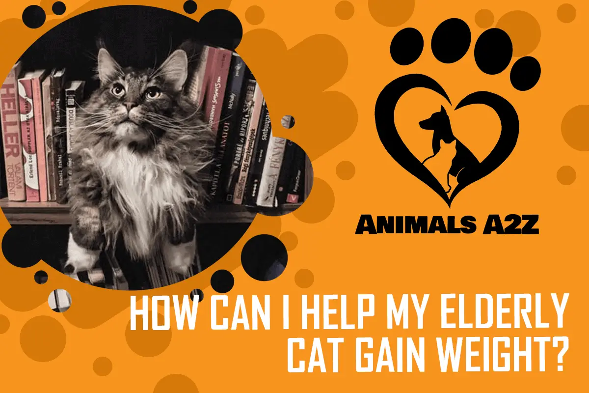 How can I help my elderly cat gain weight