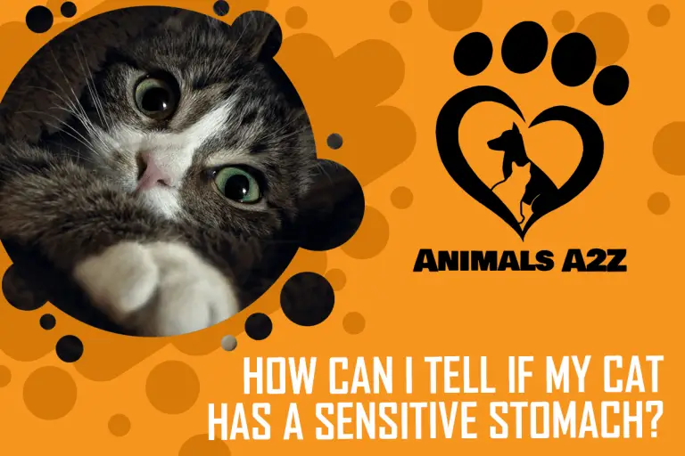 How Can I Tell if My Cat Has A Sensitive Stomach? [ Detailed Answer ]