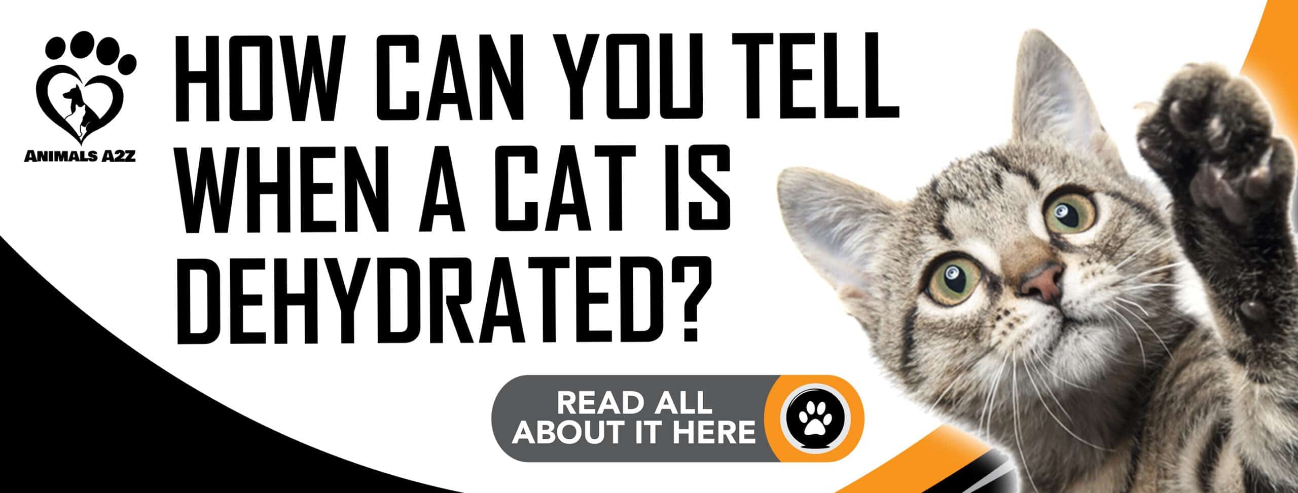 How can you tell when a cat is dehydrated