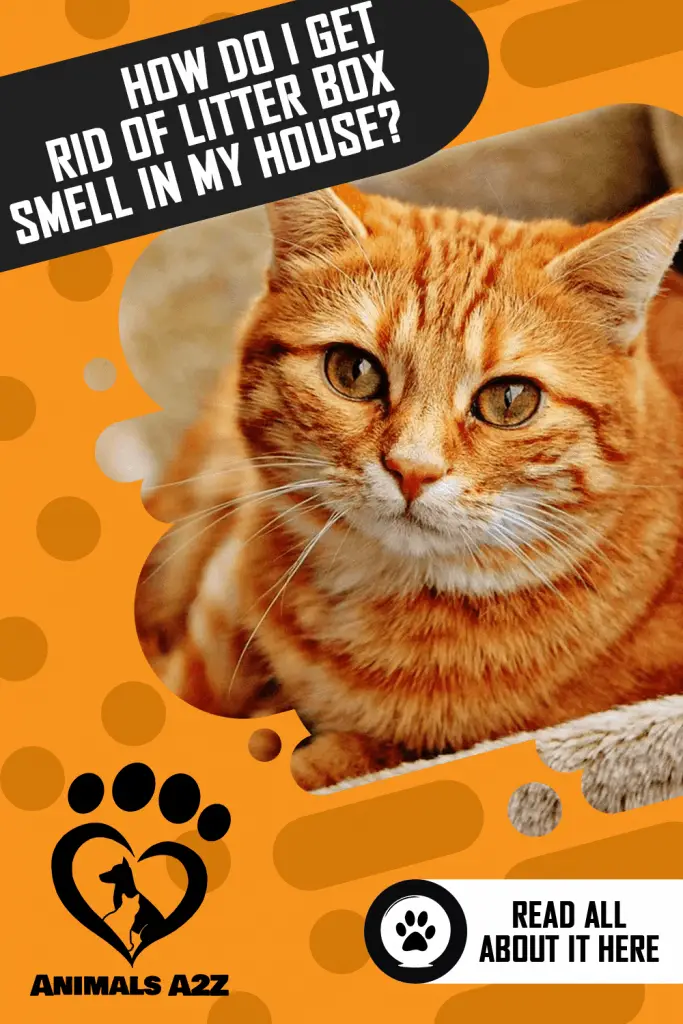 How do I get rid of litter box smell in my house