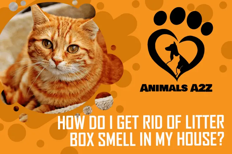 How do I get rid of the litter box smell in my house? [ Detailed Answer ]