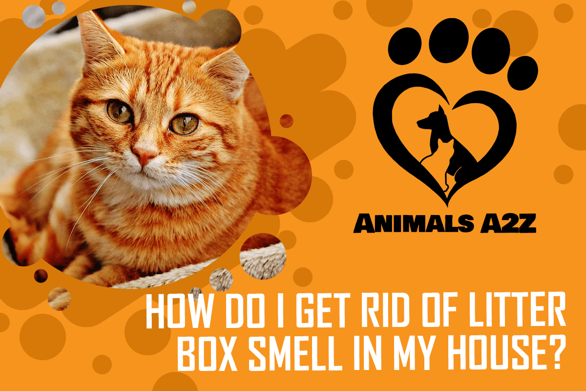How do I get rid of litter box smell in my house