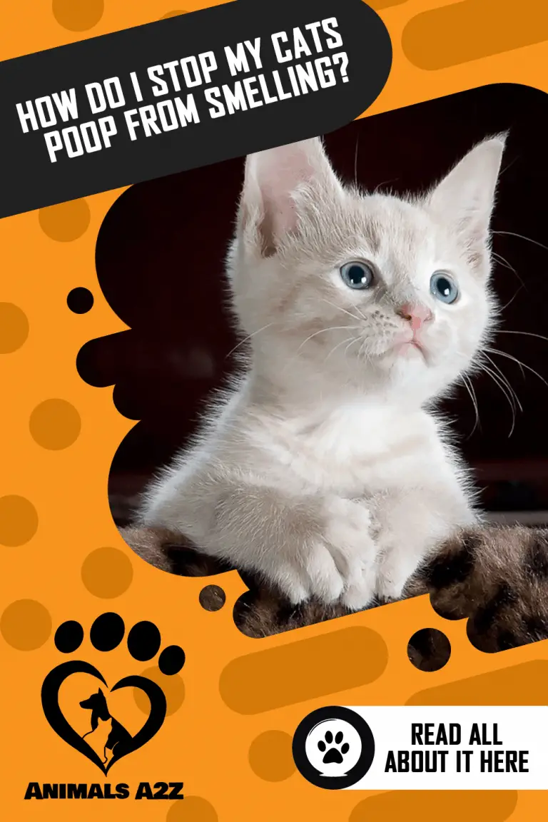 How Do I Stop My Cat’s Poop From Smelling? [ Detailed Answer ]