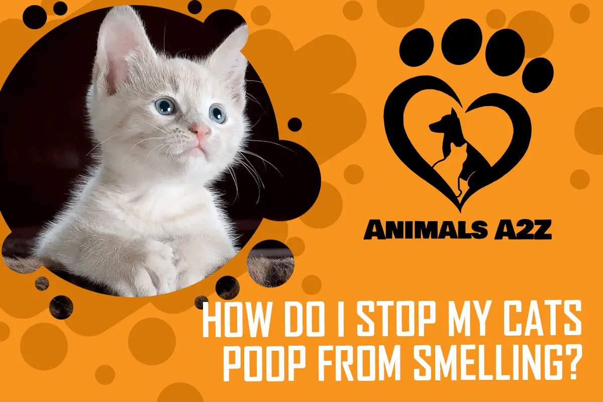 How do I stop my cats poop from smelling