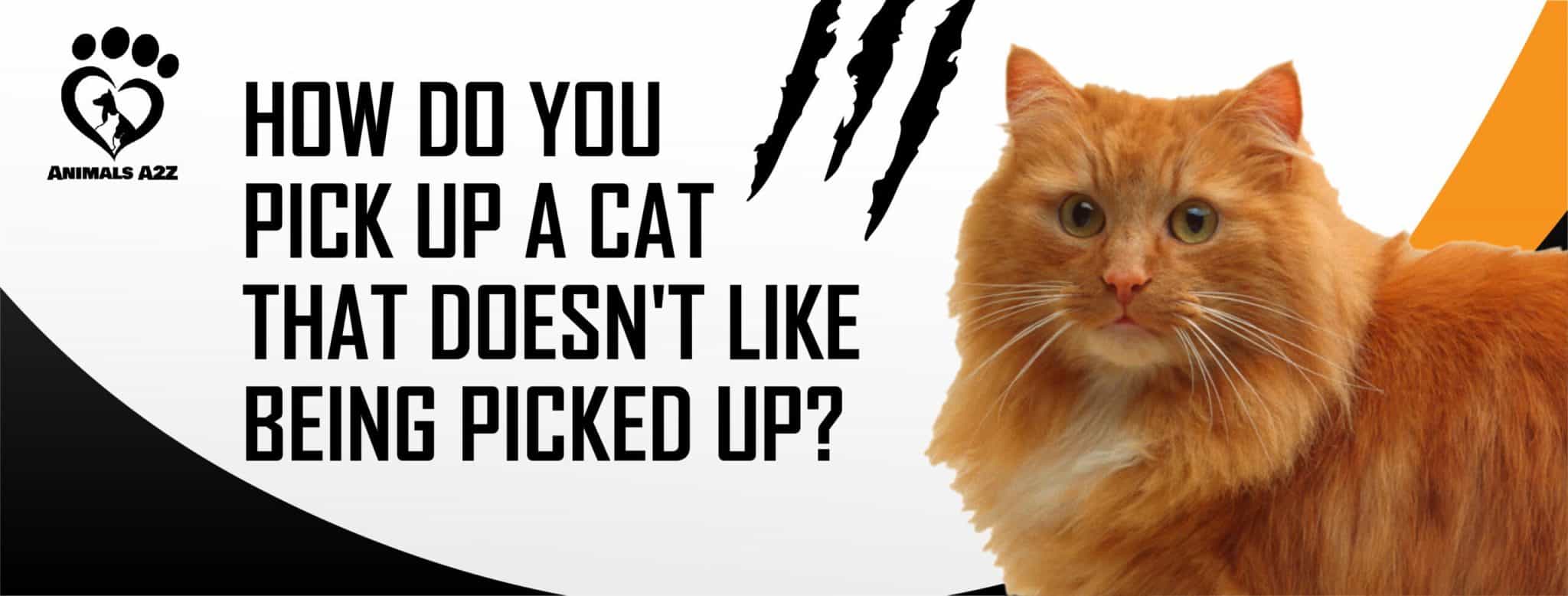 How do you pick up a cat that doesn’t like being picked up? [ The Answer ]