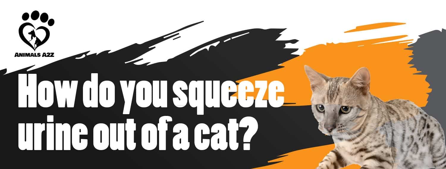 How do you squeeze urine out of a cat?