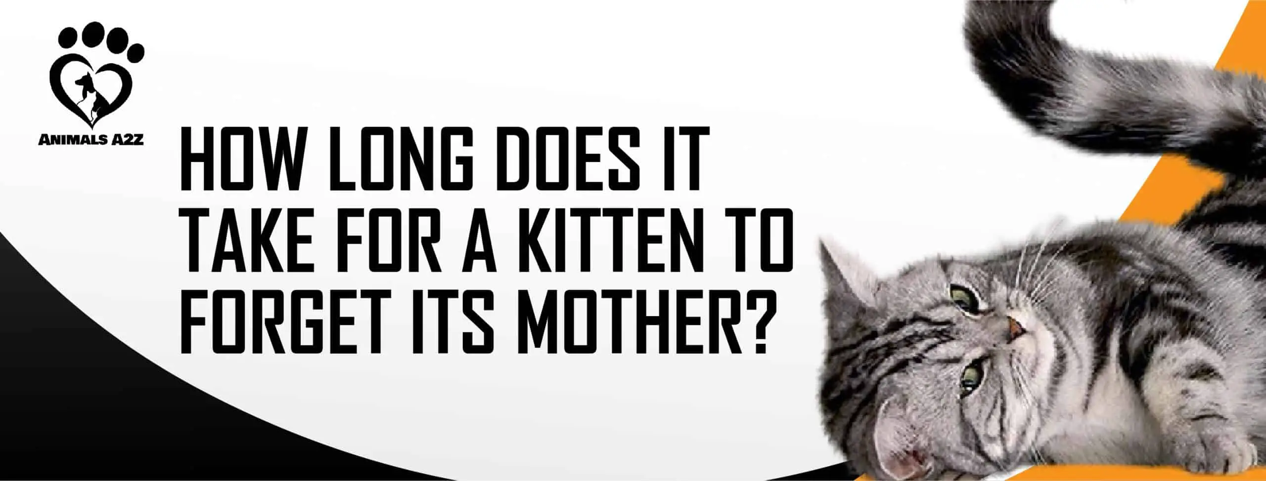 ¿Cuánto tiempo tarda un gatito en olvidar a su madre?