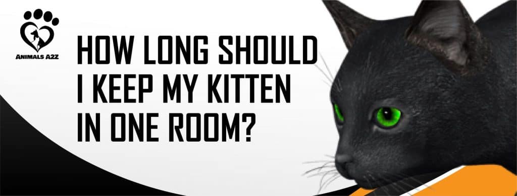 how-long-should-i-keep-my-kitten-in-one-room-detailed-answer