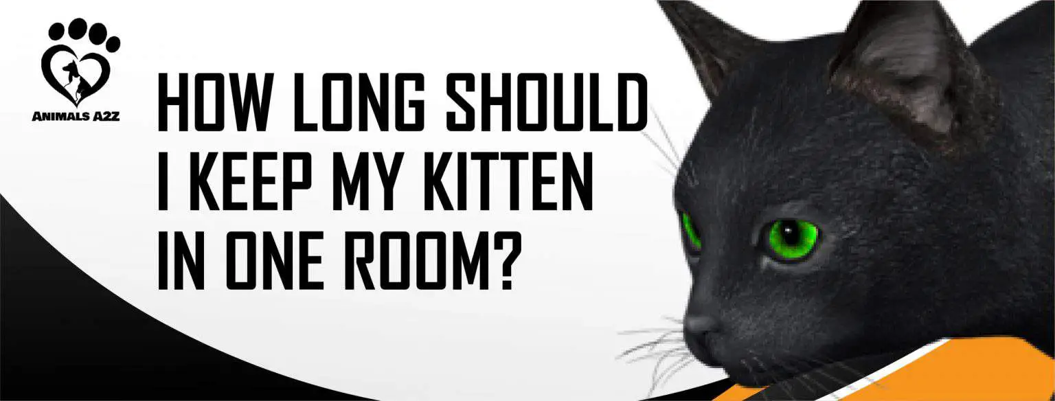 How Long Should I Keep My Kitten In One Room? [ Detailed Answer ]