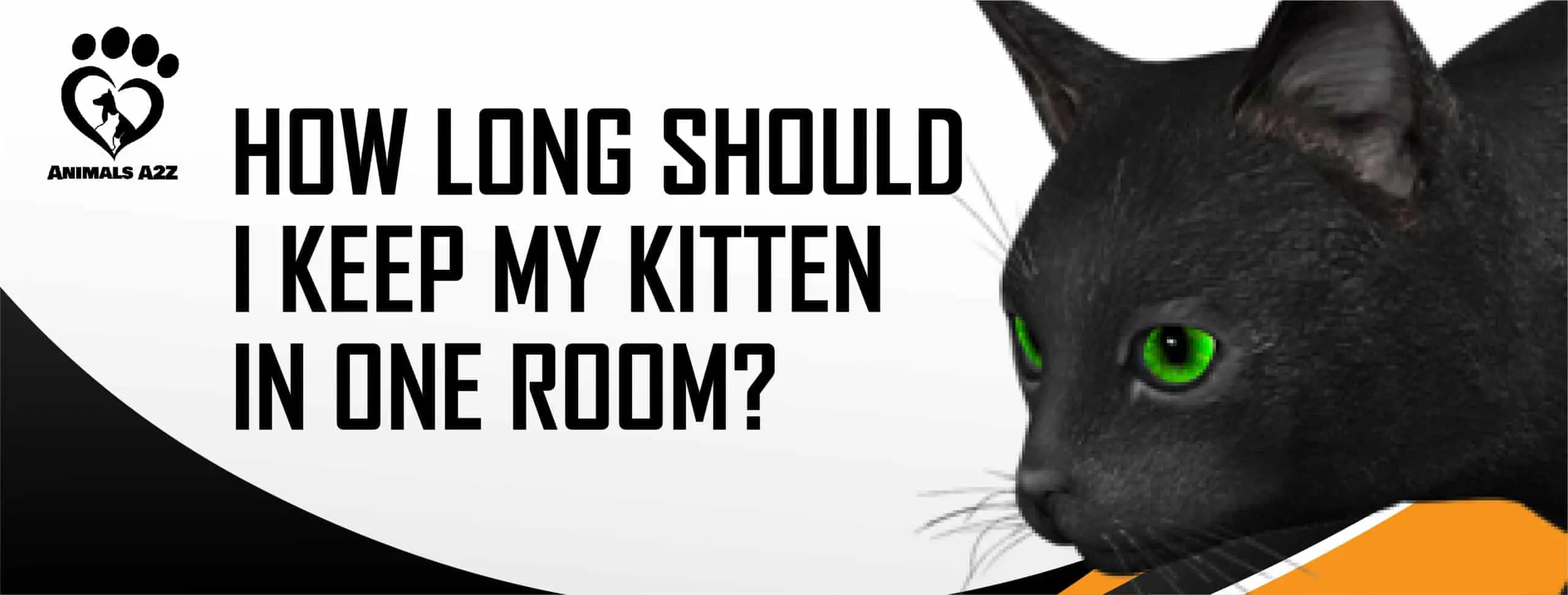 Combien de temps dois-je garder mon chaton dans une pièce ?
