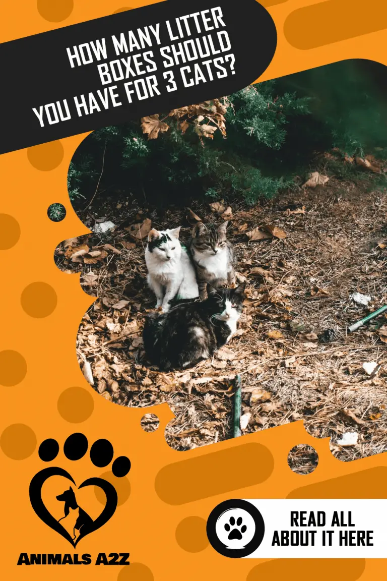 How many litter boxes should you have for 3 cats? [ Detailed Answer ]
