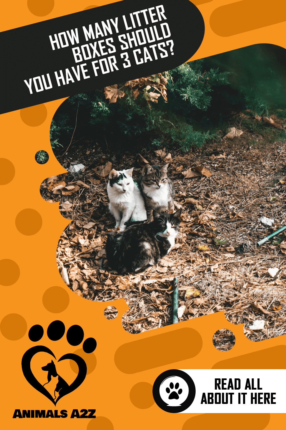 How many litter boxes should you have for 3 cats? [ Detailed Answer ]