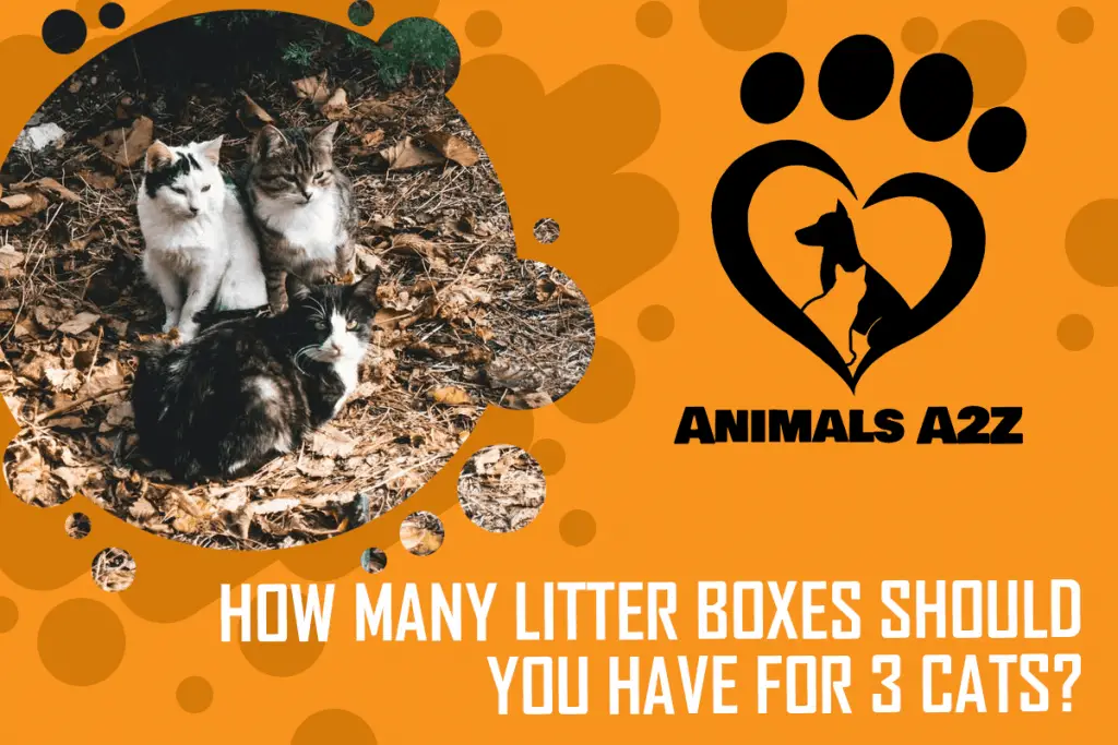 how-many-litter-boxes-should-you-have-for-3-cats-detailed-answer