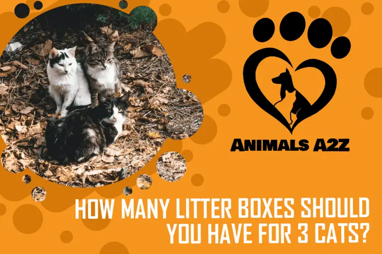 How many litter boxes should you have for 3 cats? [ Detailed Answer ]