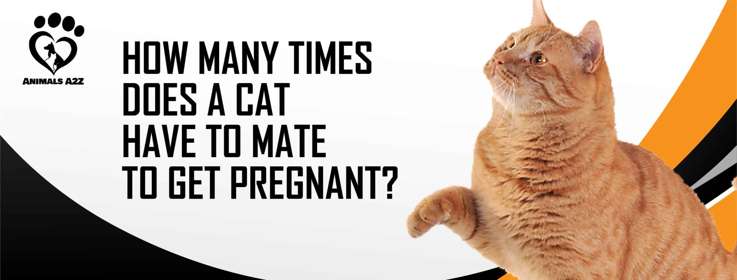 ¿Cuántas veces tiene que aparearse una gata para quedarse embarazada?