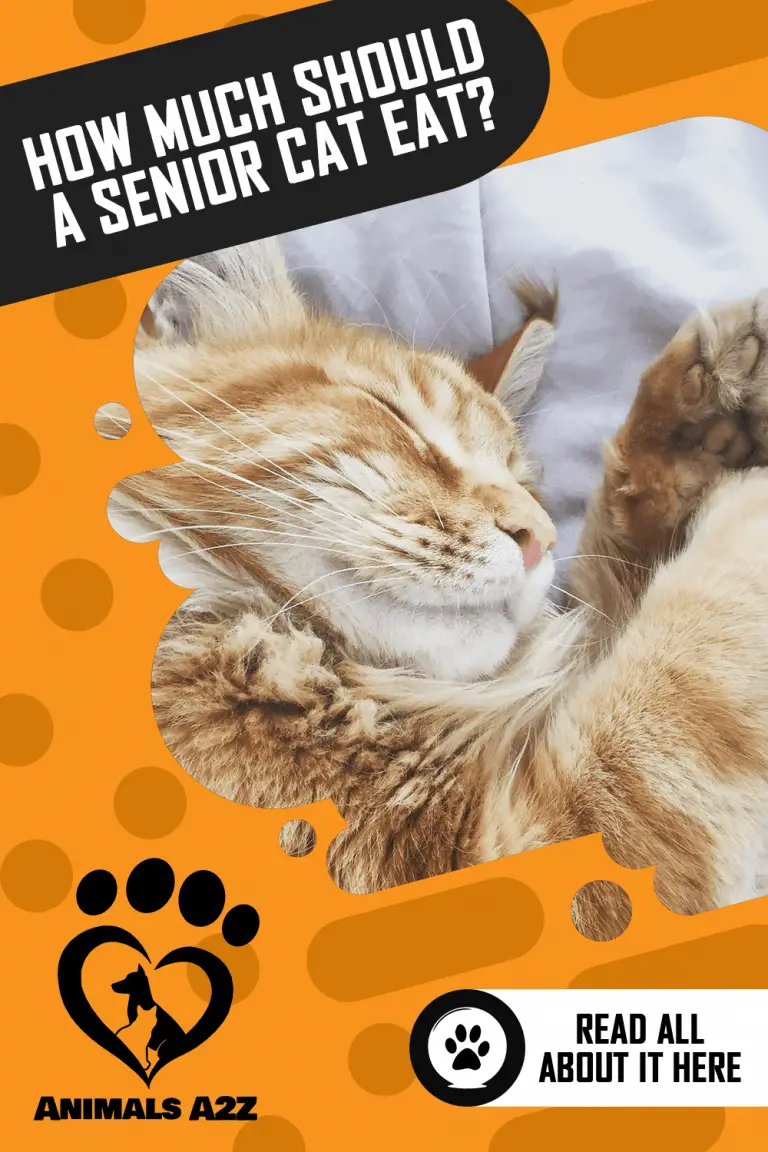 How Much Should A Senior Cat Eat? [ Detailed Answer ]