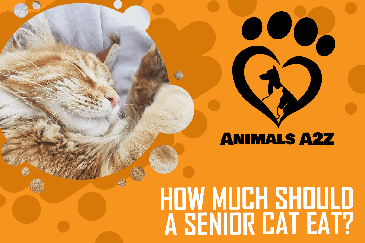 How much should a senior cat eat