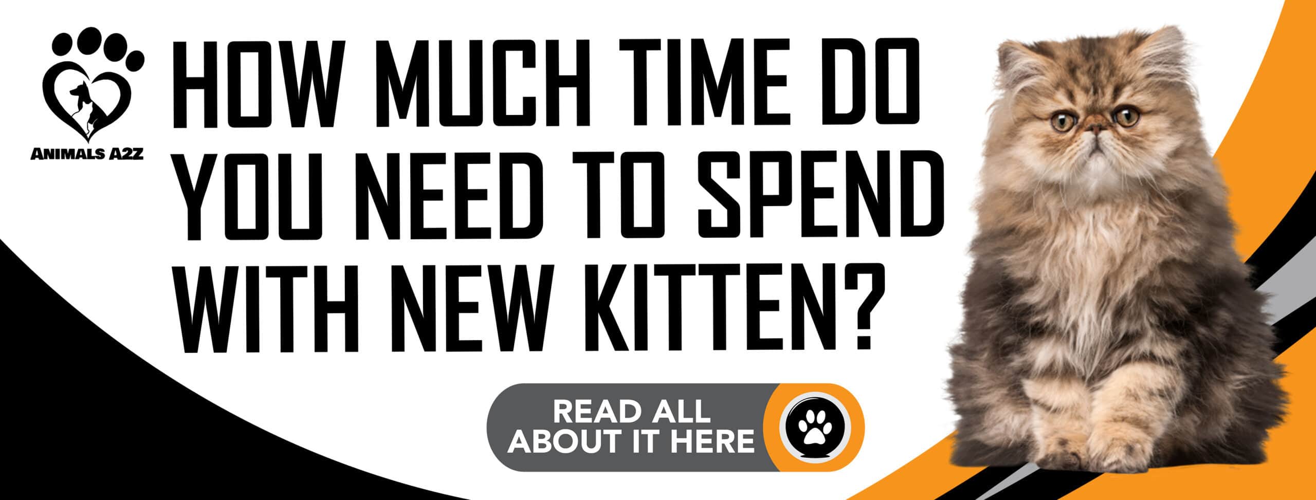 ¿Cuánto tiempo necesitas pasar con tu nuevo gatito?