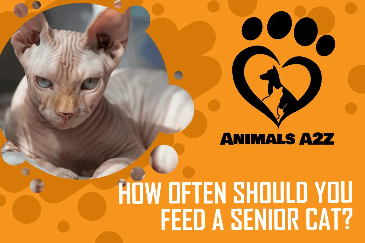 A quelle fréquence faut-il nourrir un chat âgé_A quelle fréquence faut-il nourrir un chat âgé ?