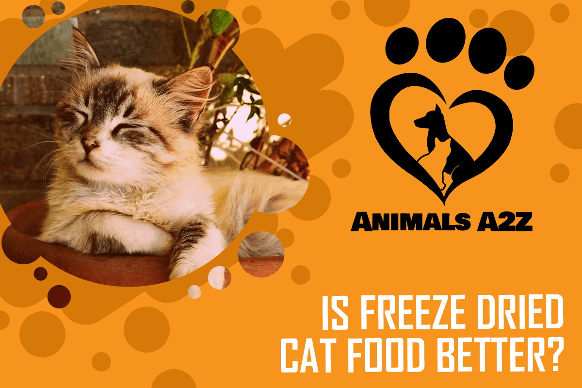 Is freeze dried cat food better