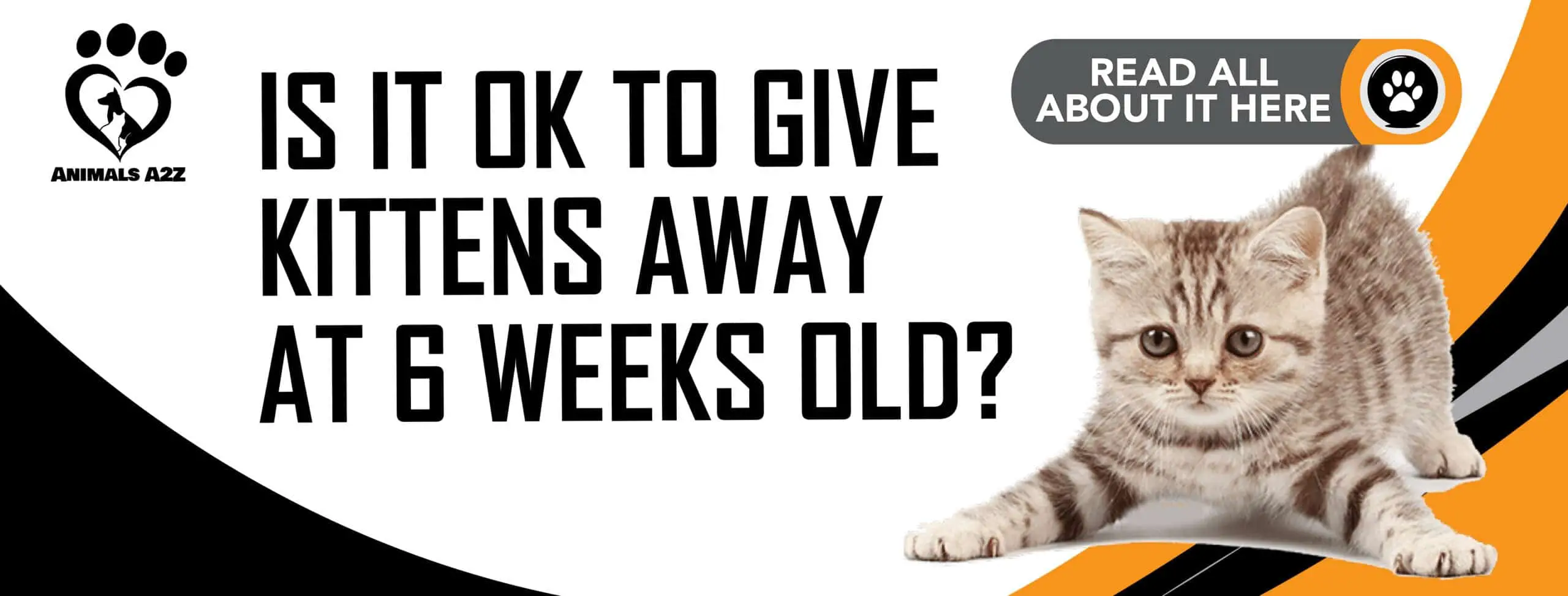 ¿Es correcto regalar gatitos a las 6 semanas de edad?